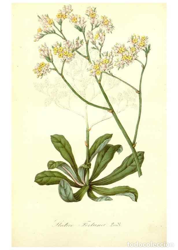 Coleccionismo de Revistas y Peri&oacute;dicos: Reproducci&oacute;n/Reproduction 49491747578: Flore des serres et des jardins de l'Europe. A Gand :chez Lou