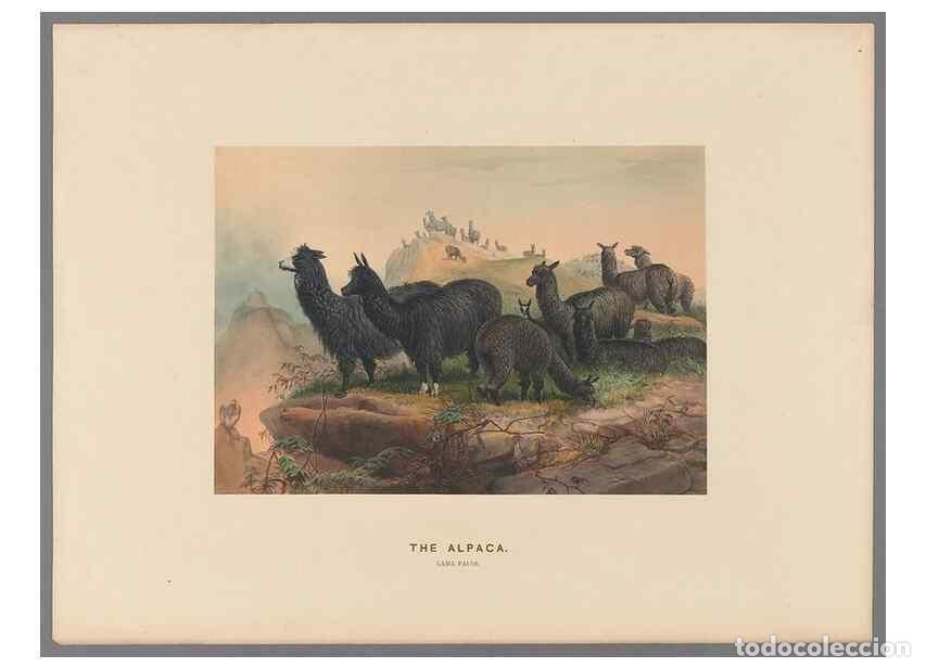 Coleccionismo de Revistas y Peri&oacute;dicos: Reproducci&oacute;n/Reproduction 49418606653: Zoological sketches /. London :Henry Graves,1861-1867.. - Wol