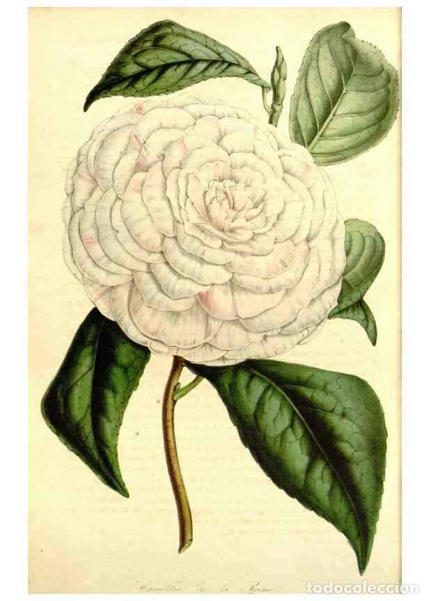 Coleccionismo de Revistas y Peri&oacute;dicos: Reproducci&oacute;n/Reproduction 49491760943: Flore des serres et des jardins de l'Europe. A Gand :chez Lou