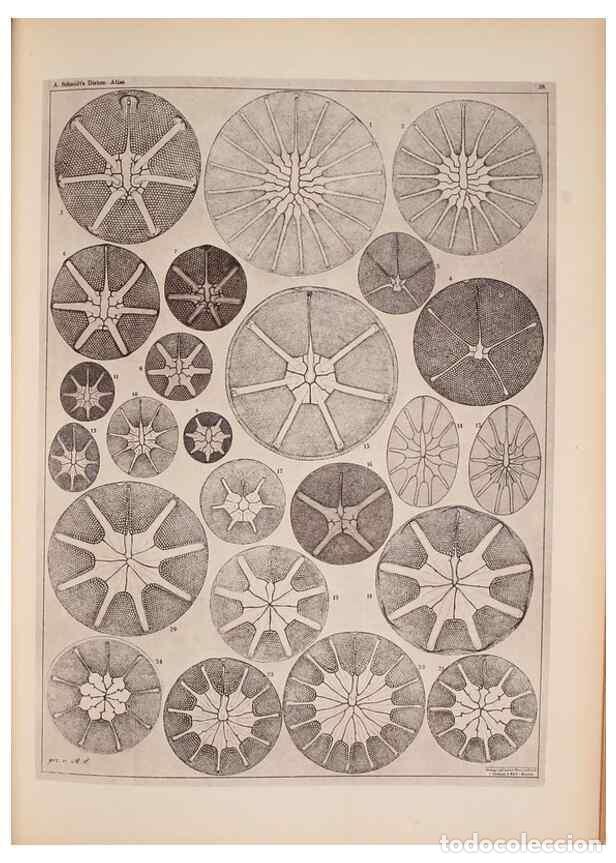 Coleccionismo de Revistas y Peri&oacute;dicos: Reproducci&oacute;n/Reproduction 49389885661: Atlas der Diatomaceen-Kunde /. Leipzig :O.R. Reisland,[1874-1