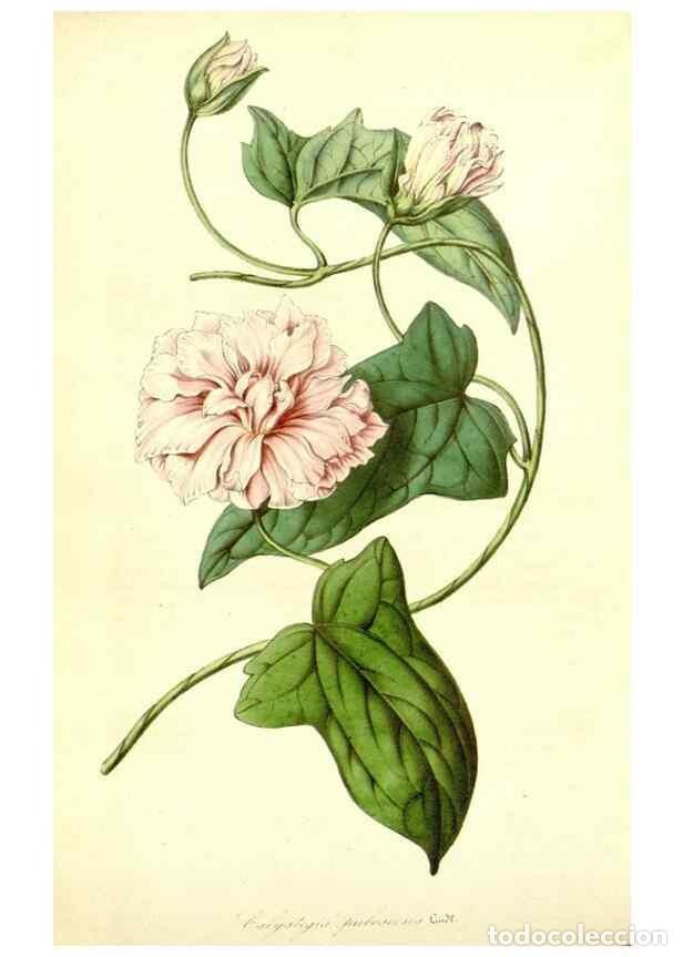 Coleccionismo de Revistas y Peri&oacute;dicos: Reproducci&oacute;n/Reproduction 49491762108: Flore des serres et des jardins de l'Europe. A Gand :chez Lou