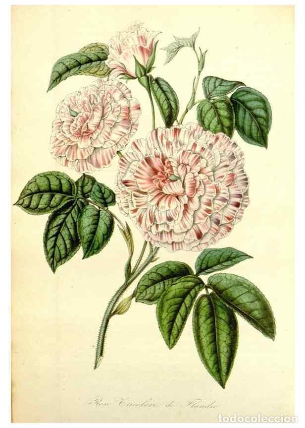 Coleccionismo de Revistas y Peri&oacute;dicos: Reproducci&oacute;n/Reproduction 49492260686: Flore des serres et des jardins de l'Europe. A Gand :chez Lou