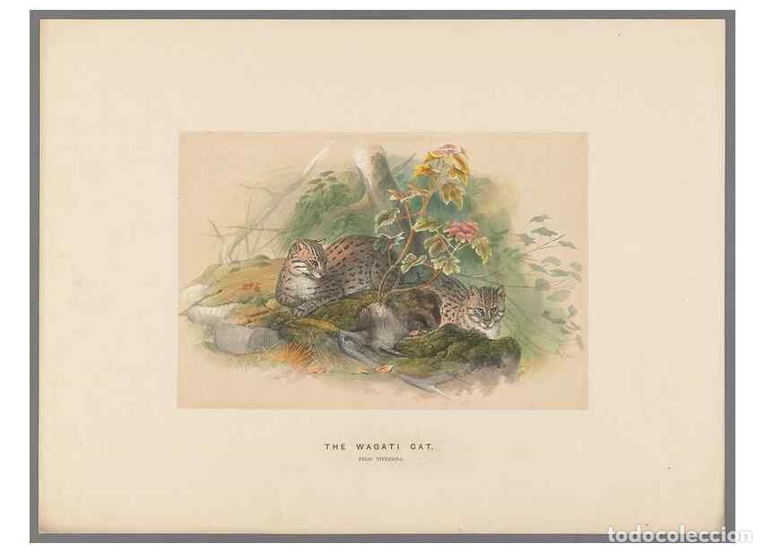 Coleccionismo de Revistas y Peri&oacute;dicos: Reproducci&oacute;n/Reproduction 49419120746: Zoological sketches /. London :Henry Graves,1861-1867.. - Wol