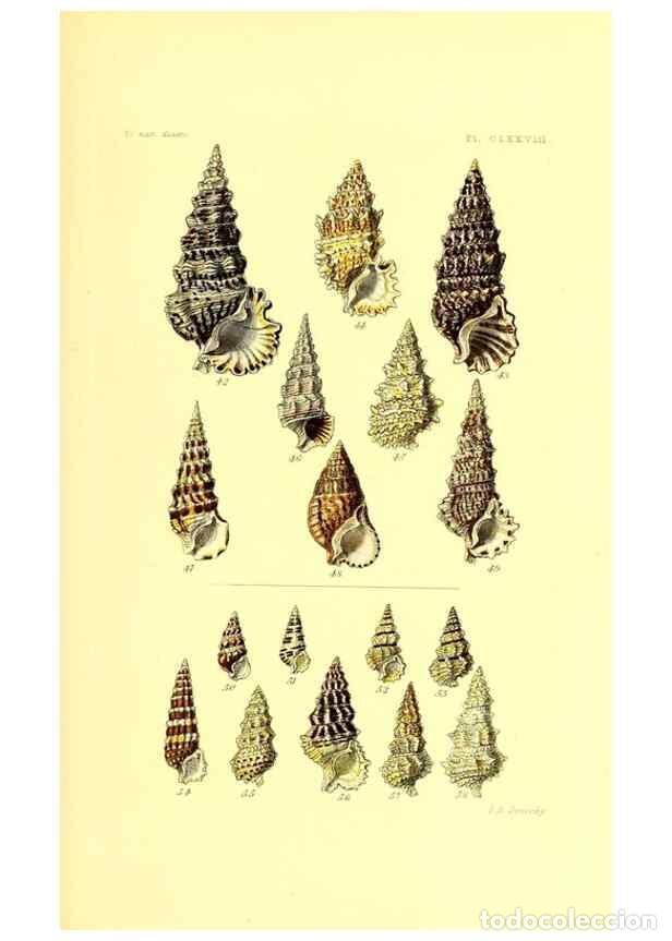 Coleccionismo de Revistas y Peri&oacute;dicos: Reproducci&oacute;n/Reproduction 49491432928: Thesaurus conchyliorum, or, Monographs of genera of shells. L