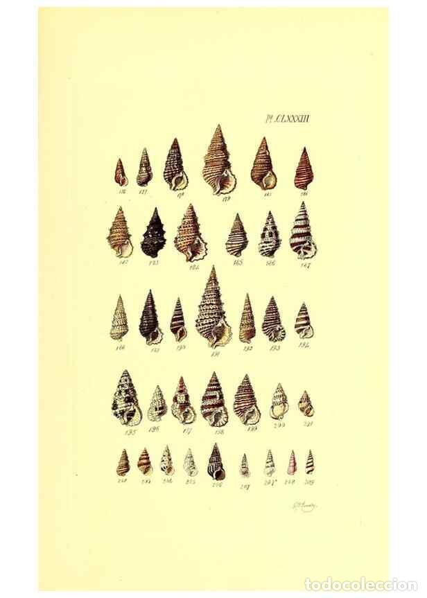 Coleccionismo de Revistas y Peri&oacute;dicos: Reproducci&oacute;n/Reproduction 49491434018: Thesaurus conchyliorum, or, Monographs of genera of shells. L