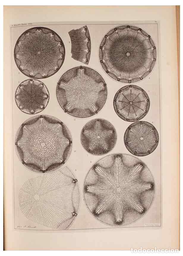 Coleccionismo de Revistas y Peri&oacute;dicos: Reproducci&oacute;n/Reproduction 49389884151: Atlas der Diatomaceen-Kunde /. Leipzig :O.R. Reisland,[1874-1