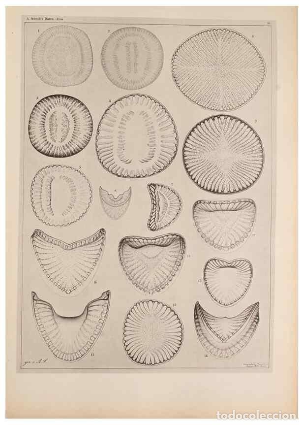 Coleccionismo de Revistas y Peri&oacute;dicos: Reproducci&oacute;n/Reproduction 49389872907: Atlas der Diatomaceen-Kunde /. Leipzig :O.R. Reisland,[1874-1