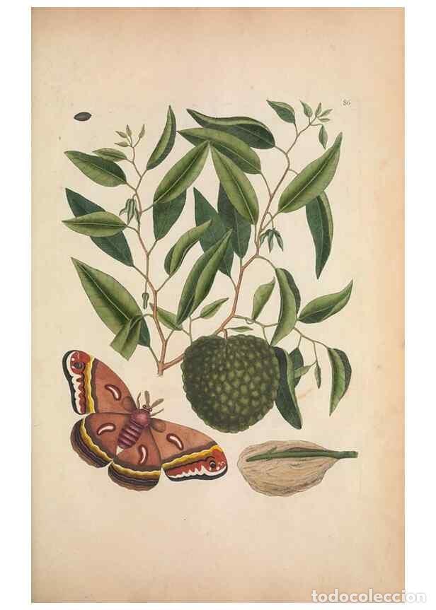 Coleccionismo de Revistas y Peri&oacute;dicos: Reproducci&oacute;n/Reproduction 49457197196: The natural history of Carolina, Florida, and the Bahama Isla