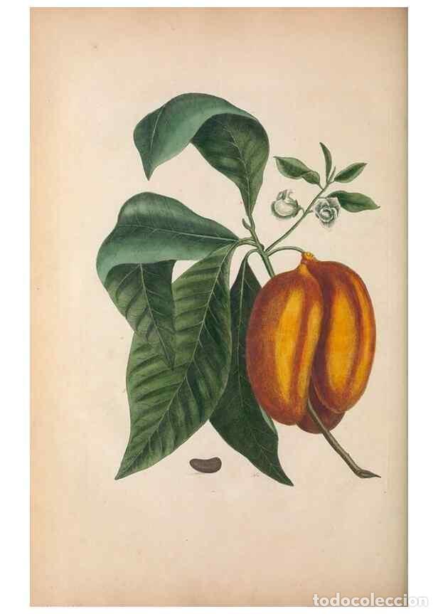 Coleccionismo de Revistas y Peri&oacute;dicos: Reproducci&oacute;n/Reproduction 49457431047: The natural history of Carolina, Florida, and the Bahama Isla