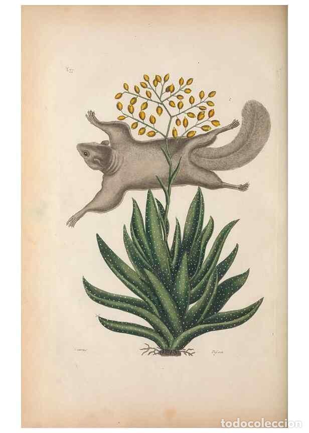 Coleccionismo de Revistas y Peri&oacute;dicos: Reproducci&oacute;n/Reproduction 49456723548: The natural history of Carolina, Florida, and the Bahama Isla