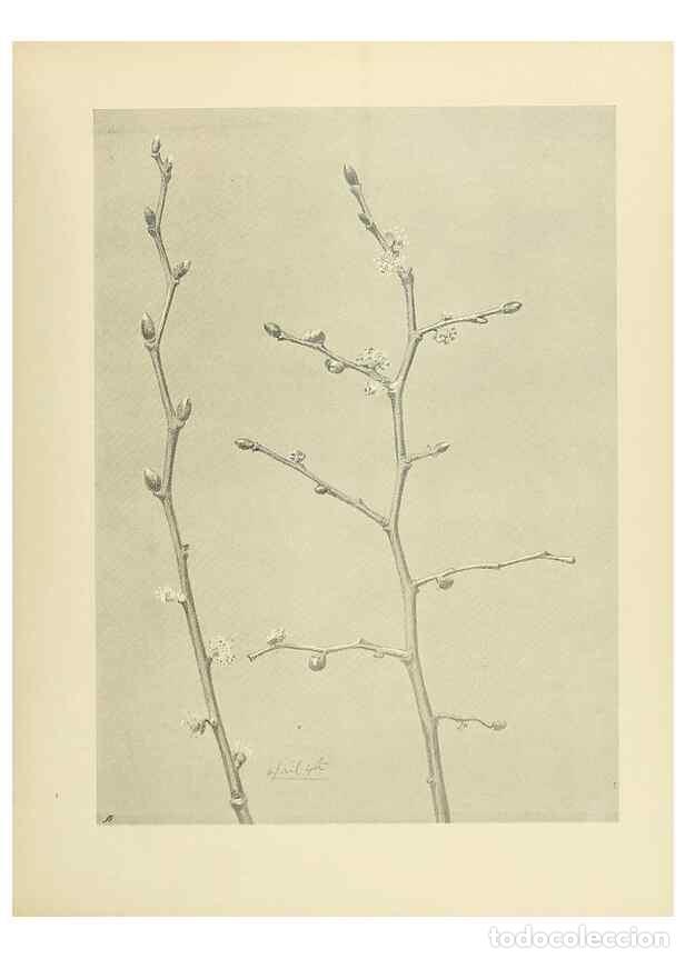 Coleccionismo de Revistas y Peri&oacute;dicos: Reproducci&oacute;n/Reproduction 49420342656: British trees /. London :Hutchinson,1907.. - Cole, Rex Vicat,