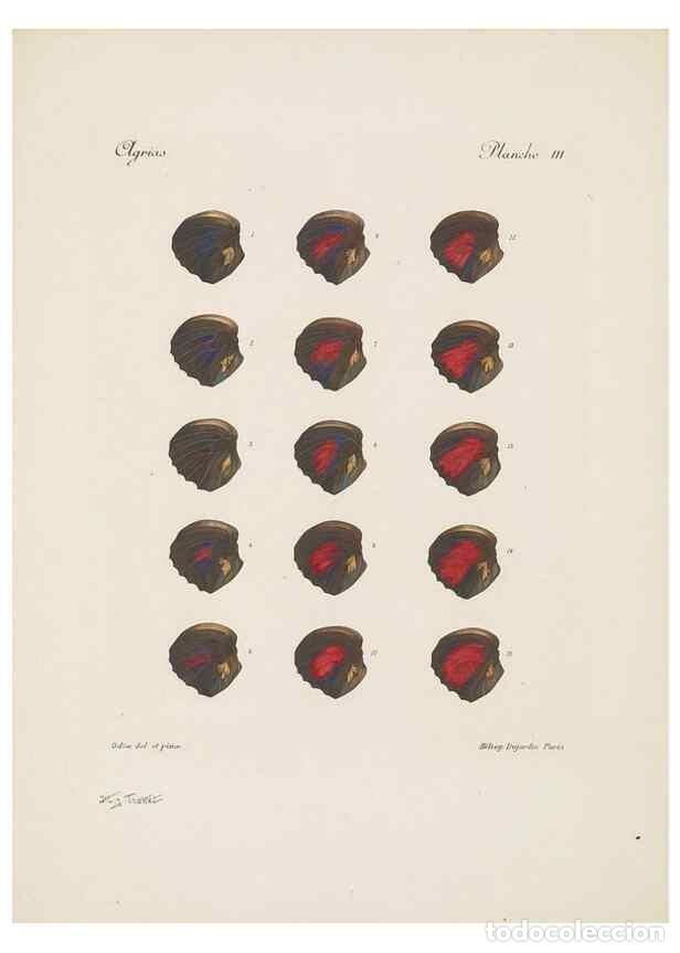 Coleccionismo de Revistas y Peri&oacute;dicos: Reproducci&oacute;n/Reproduction 49467899348: Th&egrave;ses entomologiques (L&eacute;pidopt&egrave;res) :. Paris :G. de Malherbe