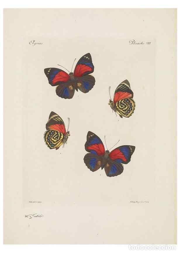 Coleccionismo de Revistas y Peri&oacute;dicos: Reproducci&oacute;n/Reproduction 49468394631: Th&egrave;ses entomologiques (L&eacute;pidopt&egrave;res) :. Paris :G. de Malherbe
