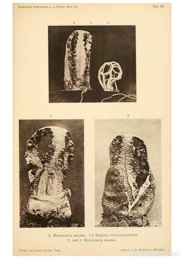 Coleccionismo de Revistas y Peri&oacute;dicos: Reproducci&oacute;n/Reproduction 49459891091: Brasilische Pilzblumen.. Jena,G. Fischer,1895.. - M&ouml;ller, Alf