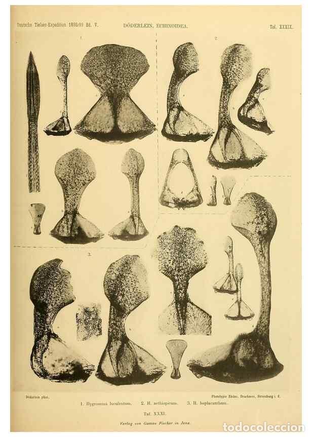 Collection Magazines and Newspapers: Reproducci&oacute;n/Reproduction 49484884306: Wissenschaftliche Ergebnisse der Deutschen Tiefsee-Expedition