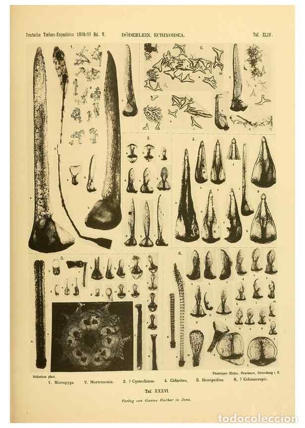 Collection Magazines and Newspapers: Reproducci&oacute;n/Reproduction 49485091847: Wissenschaftliche Ergebnisse der Deutschen Tiefsee-Expedition