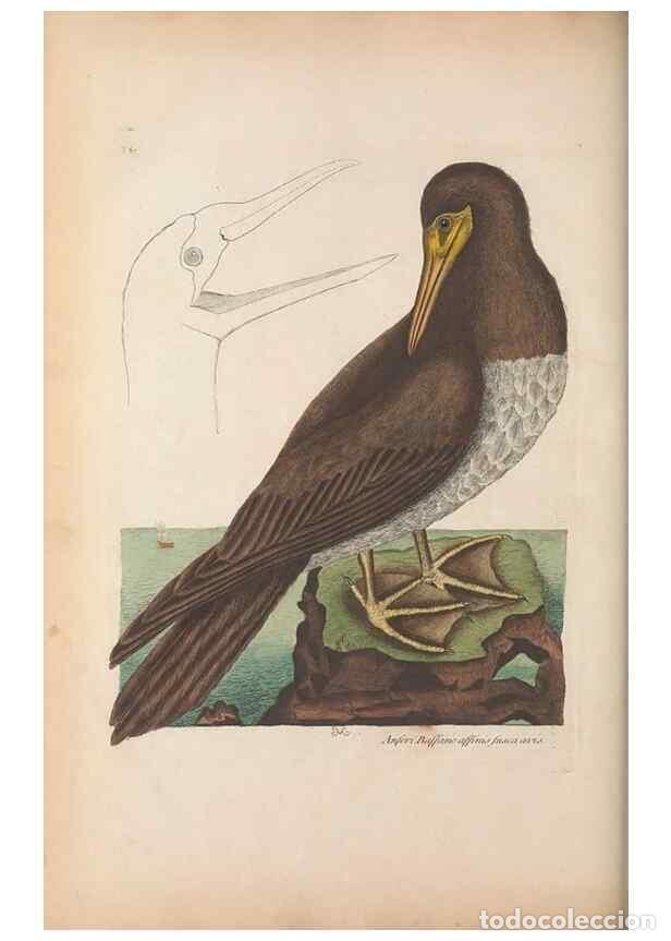 Collection Magazines and Newspapers: Reproducci&oacute;n/Reproduction 49456882811: The natural history of Carolina, Florida, and the Bahama Isla