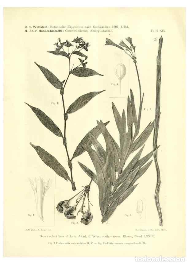 Collection Magazines and Newspapers: Reproducci&oacute;n/Reproduction 49487143743: Pteridophyta und Anthophyta /. Wien :K.K. Hof- und Staatsdruc