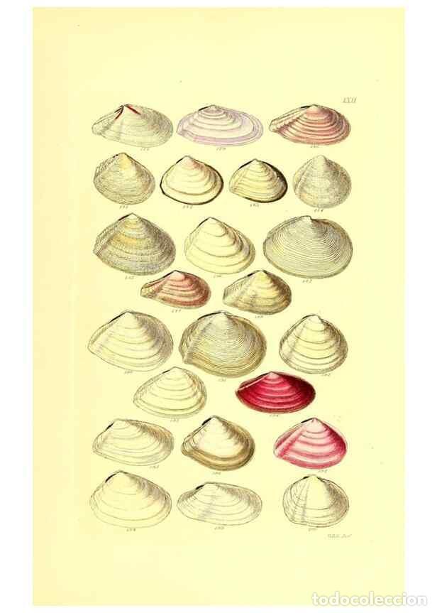 Collection Magazines and Newspapers: Reproducci&oacute;n/Reproduction 49491846841: Thesaurus conchyliorum, or, Monographs of genera of shells. L