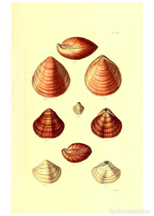 Collection Magazines and Newspapers: Reproducci&oacute;n/Reproduction 49492059287: Thesaurus conchyliorum, or, Monographs of genera of shells. L