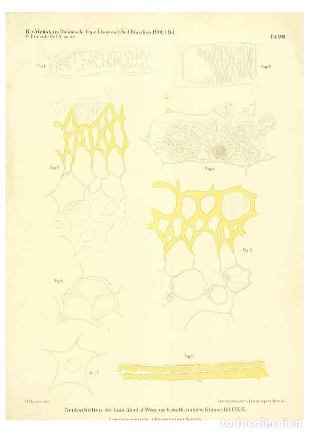 Collection Magazines and Newspapers: Reproducci&oacute;n/Reproduction 49487639656: Pteridophyta und Anthophyta /. Wien :K.K. Hof- und Staatsdruc