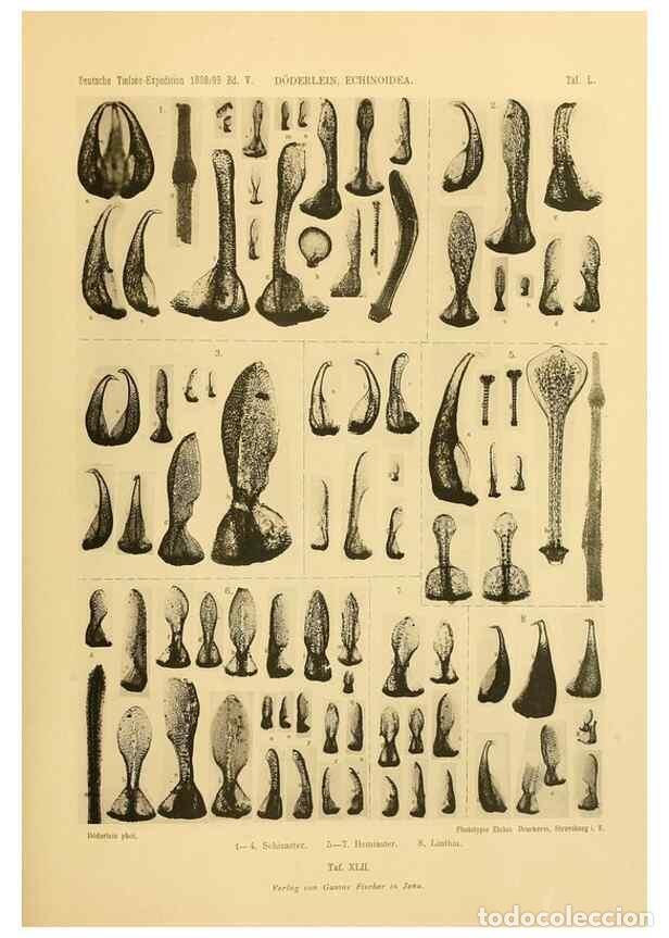 Collection Magazines and Newspapers: Reproducci&oacute;n/Reproduction 49485093722: Wissenschaftliche Ergebnisse der Deutschen Tiefsee-Expedition