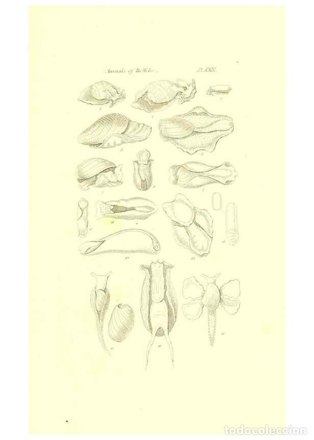 Collection Magazines and Newspapers: Reproducci&oacute;n/Reproduction 49492128552: Thesaurus conchyliorum, or, Monographs of genera of shells. L