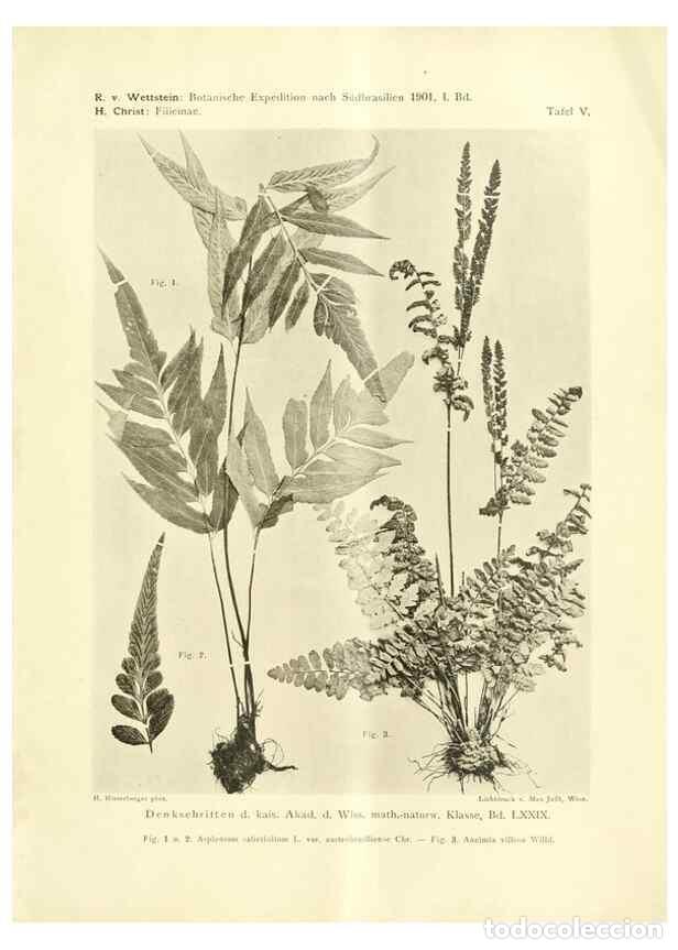 Collection Magazines and Newspapers: Reproducci&oacute;n/Reproduction 49487845897: Pteridophyta und Anthophyta /. Wien :K.K. Hof- und Staatsdruc