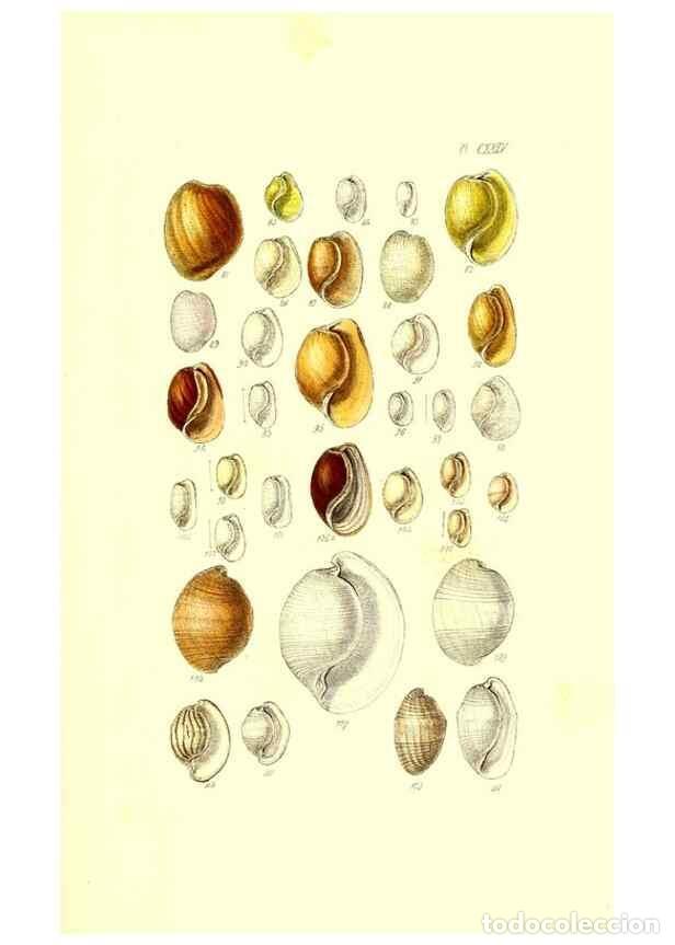 Collection Magazines and Newspapers: Reproducci&oacute;n/Reproduction 49491919661: Thesaurus conchyliorum, or, Monographs of genera of shells. L