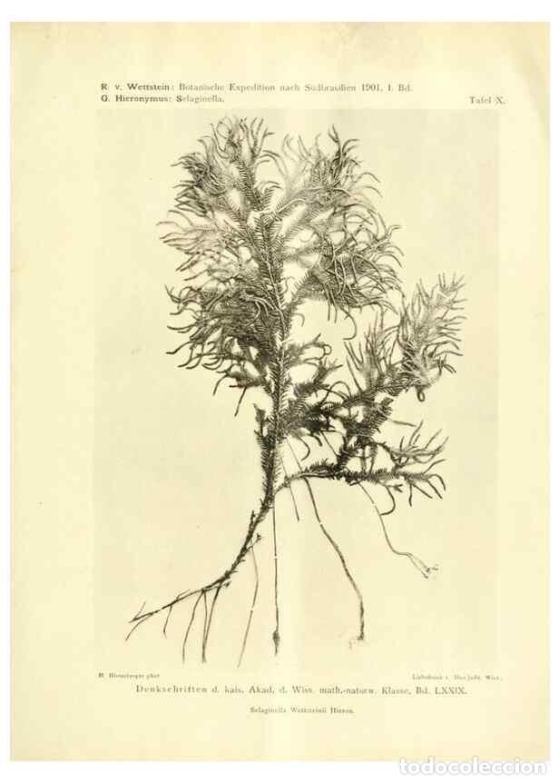 Collection Magazines and Newspapers: Reproducci&oacute;n/Reproduction 49487846962: Pteridophyta und Anthophyta /. Wien :K.K. Hof- und Staatsdruc