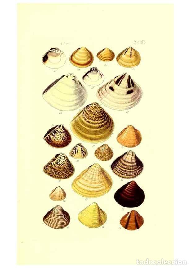 Collection Magazines and Newspapers: Reproducci&oacute;n/Reproduction 49491920516: Thesaurus conchyliorum, or, Monographs of genera of shells. L