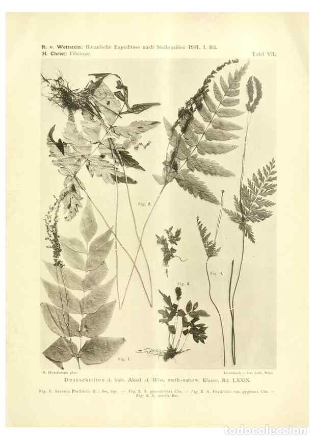 Collection Magazines and Newspapers: Reproducci&oacute;n/Reproduction 49487846247: Pteridophyta und Anthophyta /. Wien :K.K. Hof- und Staatsdruc