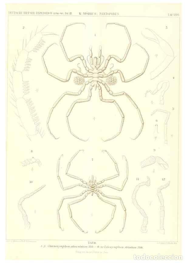 Collection Magazines and Newspapers: Reproducci&oacute;n/Reproduction 49484840167: Wissenschaftliche Ergebnisse der Deutschen Tiefsee-Expedition