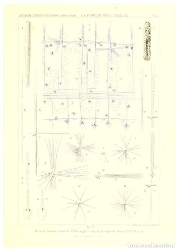 Collection Magazines and Newspapers: Reproducci&oacute;n/Reproduction 49484735126: Wissenschaftliche Ergebnisse der Deutschen Tiefsee-Expedition