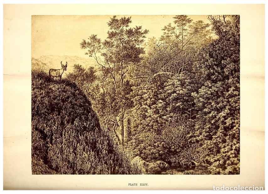 Collection Magazines and Newspapers: Reproducci&oacute;n/Reproduction 49468559141: Twenty-four views of the vegetation of the coasts and islands