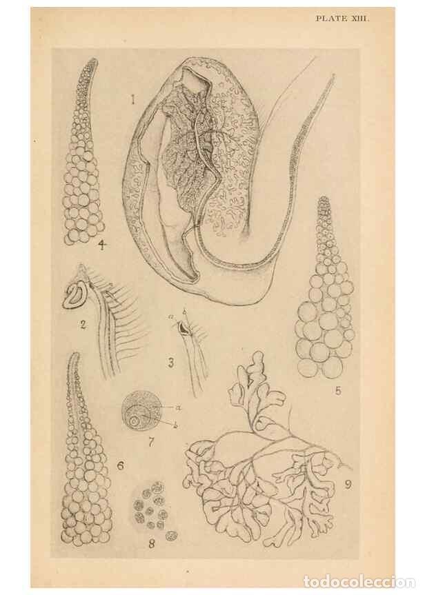 Collection Magazines and Newspapers: Reproducci&oacute;n/Reproduction 49487882793: The British Tunicata;. London,Printed for the Ray society,190