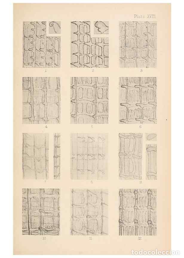 Sammeln von Zeitschriften und Zeitungen: Reproducci&oacute;n/Reproduction 49488589247: The British Tunicata;. London,Printed for the Ray society,190