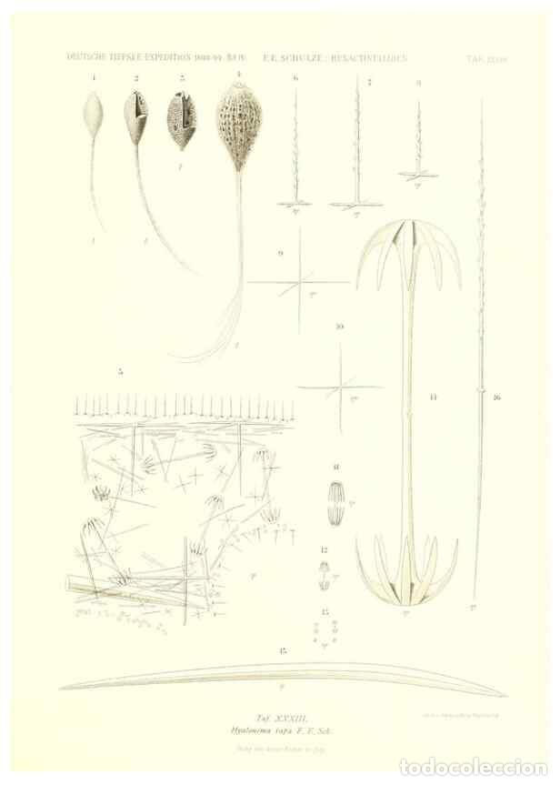 Sammeln von Zeitschriften und Zeitungen: Reproducci&oacute;n/Reproduction 49484745996: Wissenschaftliche Ergebnisse der Deutschen Tiefsee-Expedition