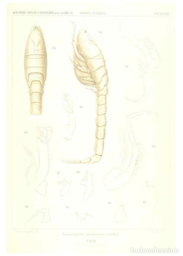 Sammeln von Zeitschriften und Zeitungen: Reproducci&oacute;n/Reproduction 49488998613: Wissenschaftliche Ergebnisse der Deutschen Tiefsee-Expedition
