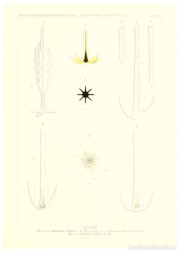 Sammeln von Zeitschriften und Zeitungen: Reproducci&oacute;n/Reproduction 49484957537: Wissenschaftliche Ergebnisse der Deutschen Tiefsee-Expedition