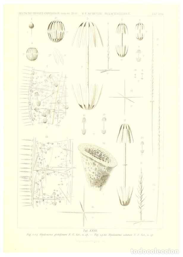 Sammeln von Zeitschriften und Zeitungen: Reproducci&oacute;n/Reproduction 49484745351: Wissenschaftliche Ergebnisse der Deutschen Tiefsee-Expedition