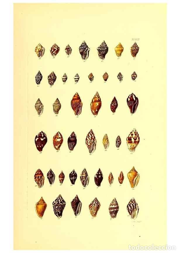 Sammeln von Zeitschriften und Zeitungen: Reproducci&oacute;n/Reproduction 49492049837: Thesaurus conchyliorum, or, Monographs of genera of shells. L