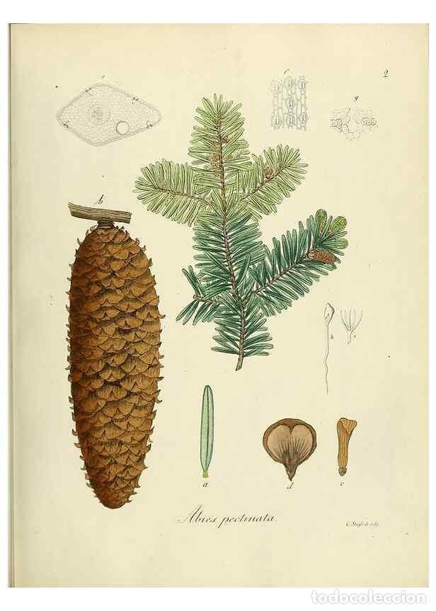 Sammeln von Zeitschriften und Zeitungen: Reproducci&oacute;n/Reproduction 49298881197: Vollst&auml;ndige Naturgeschichte der forstlichen Culturpflanzen D