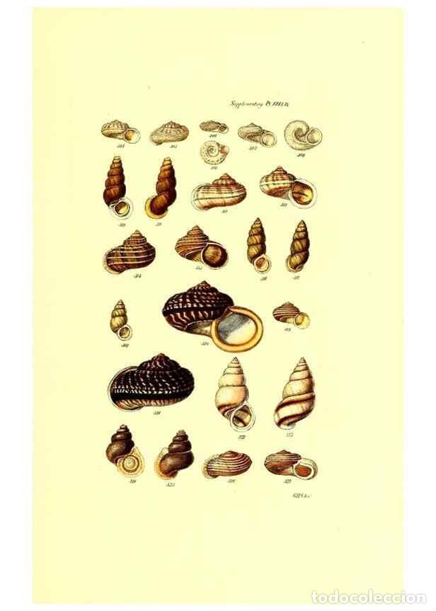 Sammeln von Zeitschriften und Zeitungen: Reproducci&oacute;n/Reproduction 49492048347: Thesaurus conchyliorum, or, Monographs of genera of shells. L