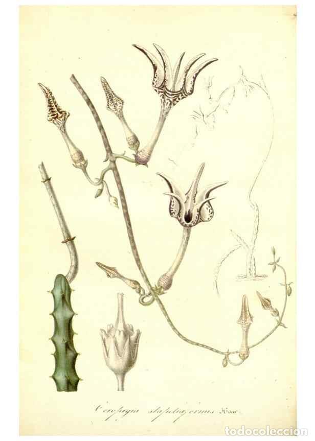 Sammeln von Zeitschriften und Zeitungen: Reproducci&oacute;n/Reproduction 49492461397: Flore des serres et des jardins de l'Europe. A Gand :chez Lou