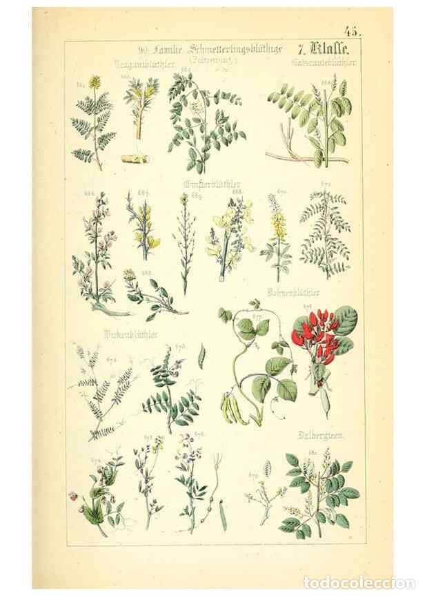 Sammeln von Zeitschriften und Zeitungen: Reproducci&oacute;n/Reproduction 49269046788: Popul&auml;re Botanik. Stuttgart,Krais & Hoffmann,1857.. - Schmidl