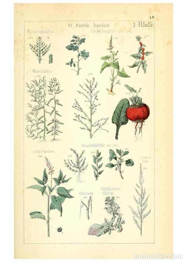 Sammeln von Zeitschriften und Zeitungen: Reproducci&oacute;n/Reproduction 49269510466: Popul&auml;re Botanik. Stuttgart,Krais & Hoffmann,1857.. - Schmidl