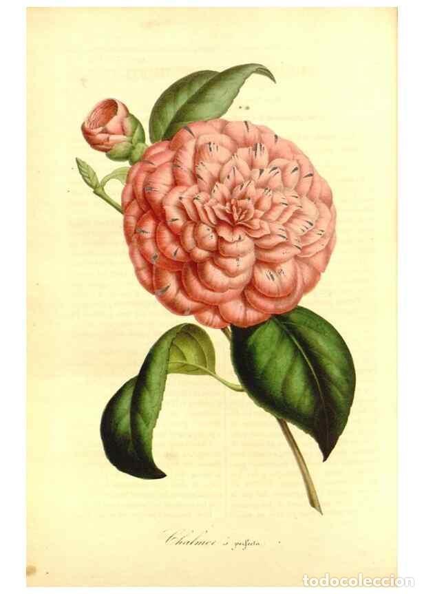 Sammeln von Zeitschriften und Zeitungen: Reproducci&oacute;n/Reproduction 49491754173: Flore des serres et des jardins de l'Europe. A Gand :chez Lou