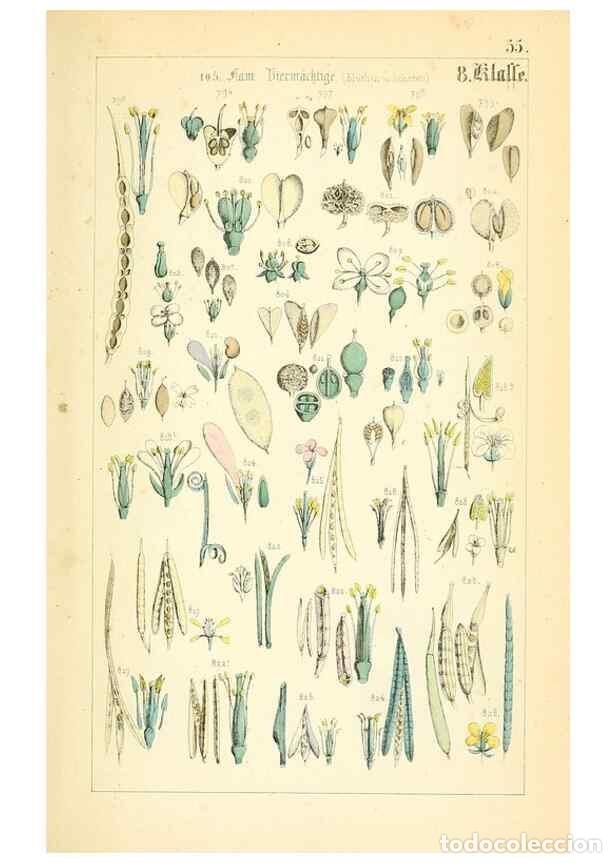 Sammeln von Zeitschriften und Zeitungen: Reproducci&oacute;n/Reproduction 49269050783: Popul&auml;re Botanik. Stuttgart,Krais & Hoffmann,1857.. - Schmidl