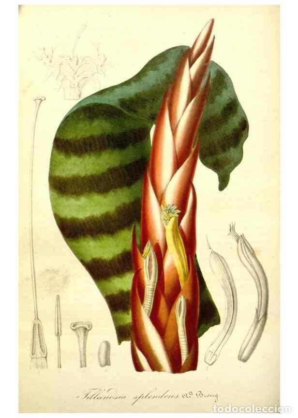 Sammeln von Zeitschriften und Zeitungen: Reproducci&oacute;n/Reproduction 49491750798: Flore des serres et des jardins de l'Europe. A Gand :chez Lou